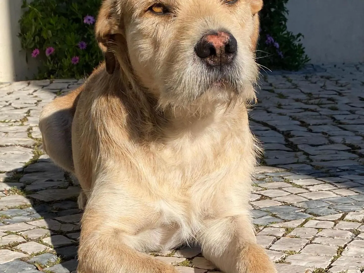 Frühstückspension Felicidade Loulé